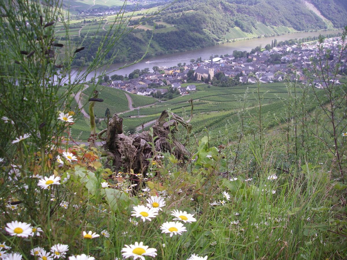 Weingut Bernd Hermes Kröv Dış mekan fotoğraf